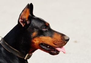Side profile picture of a  Doberman dog