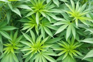 Medical marijuana plants growing