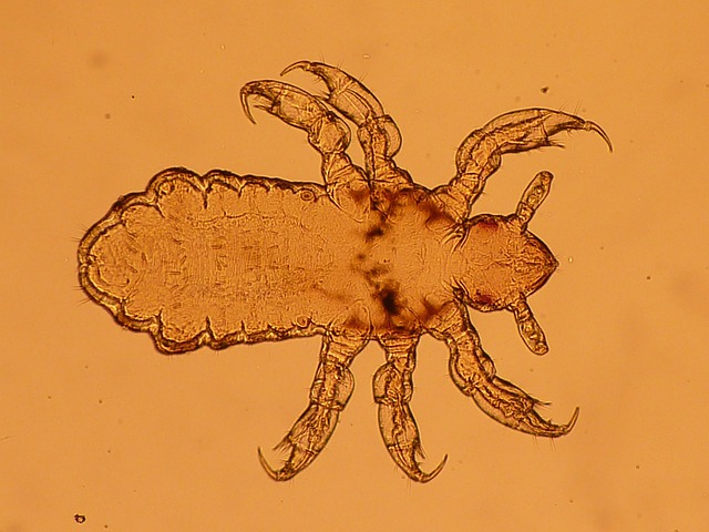 Closeup picture of a lice